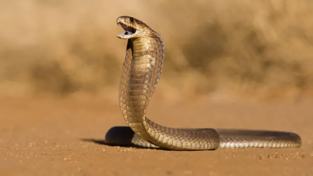 સાપની તસવીર 