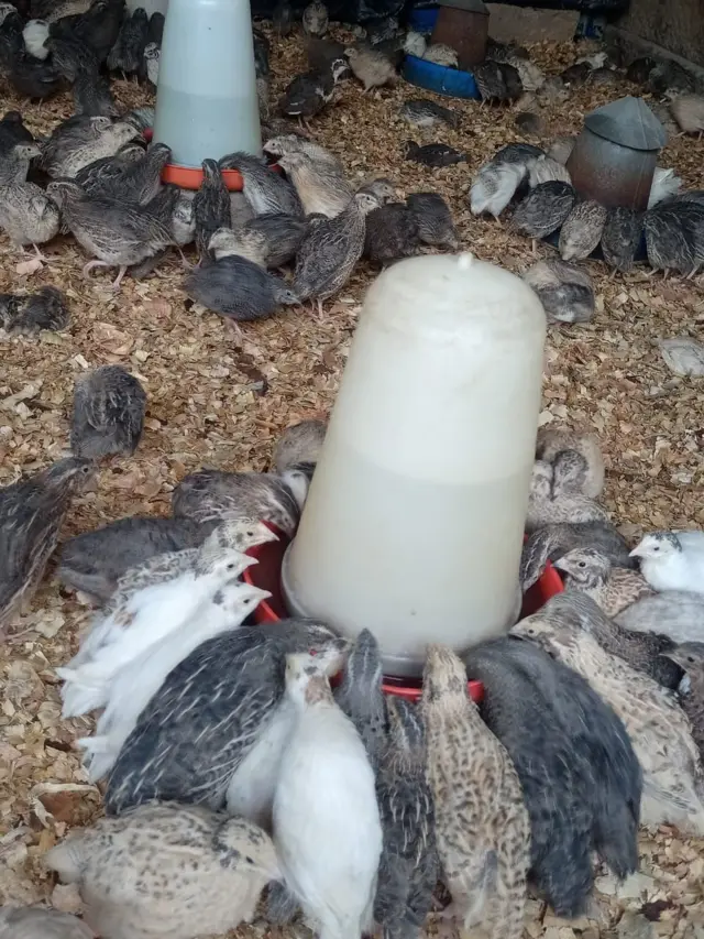 Des cailles dans leur enclos à la ferme "Belle campagne" au Togo