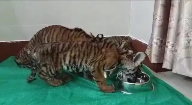 పులిపిల్లలు