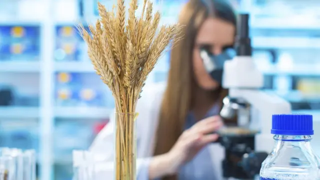 የስንዴ ምርምር