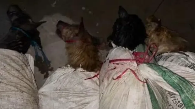 Sebanyak 12 ekor anjing mati yang di antaranya diduga terkena penyakit cacing jantung, parasit darah anjing, dan caringan.