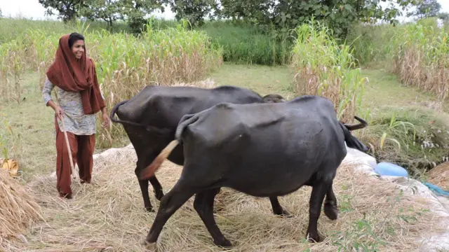 अंजू तुरंबेकर