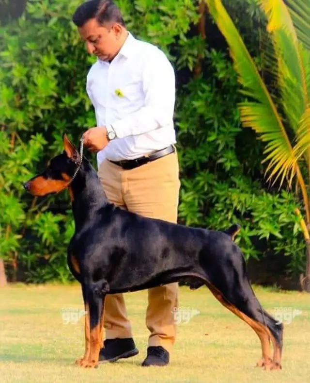 કૂતરું, અમદાવાદ મ્યુનિસિપલ કૉર્પોરેશન, શ્વાન, પ્રાણીઓ, બીબીસી ગુજરાતી, ગુજરાત