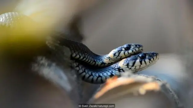 सांप सेक्स