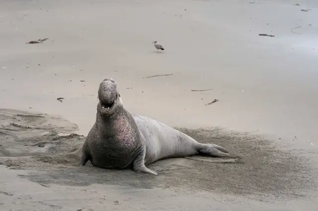 ဆင်ဖျံတွေအကြောင်း သုတေသီတွေလေ့လာ