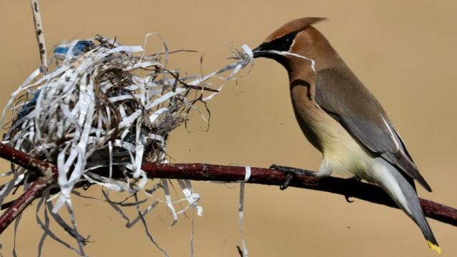 Bird Nests Tell Extraordinary Stories, If You Learn How to Read Them