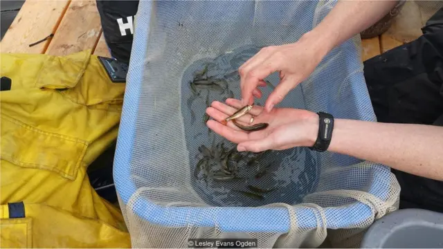 तेल का रिसाव, समुद्र, समुद्री जीव, रिसर्च