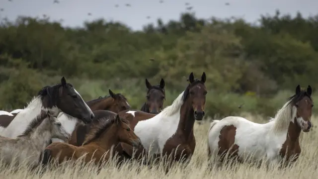 Caballos