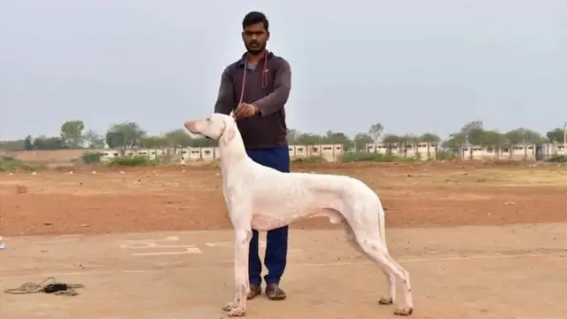 ముధోల్ కుక్కలు