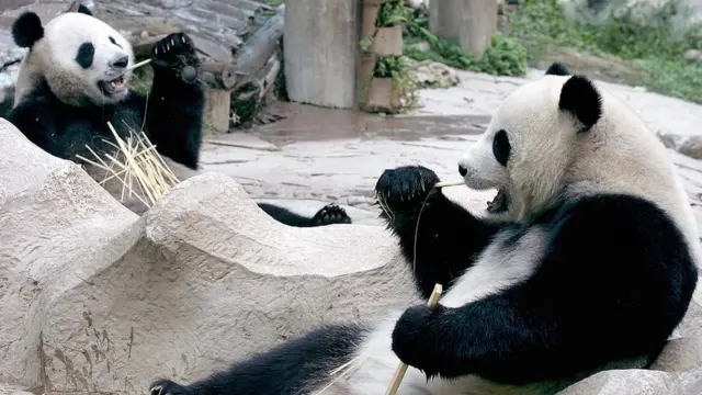 แพนด้า ช่วงช่วง หลินฮุ่ย