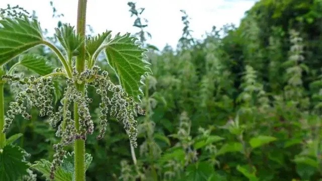 بچھو بوٹی کی جھاڑیاں