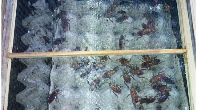 Rearing cockroaches