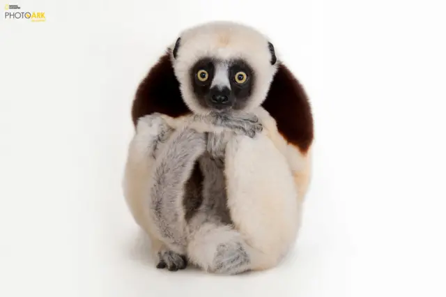 恋に落ちれば守りたくなるのでは 絶滅危惧種のポートレート撮影