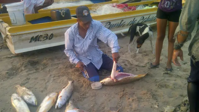 Hombre sacando el llamado buche de la corvina.