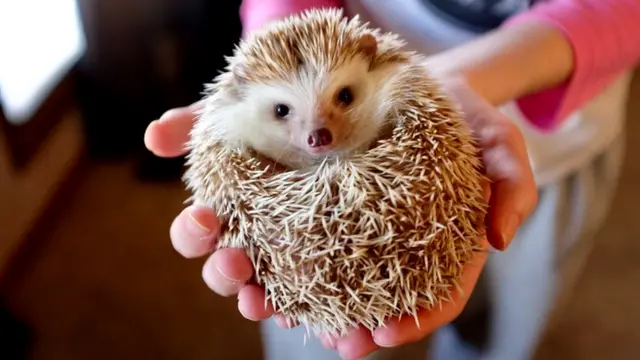 Ежи часто сворачиваются в клубок