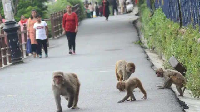 बंदर, हिमाचल प्रदेश, शिमला