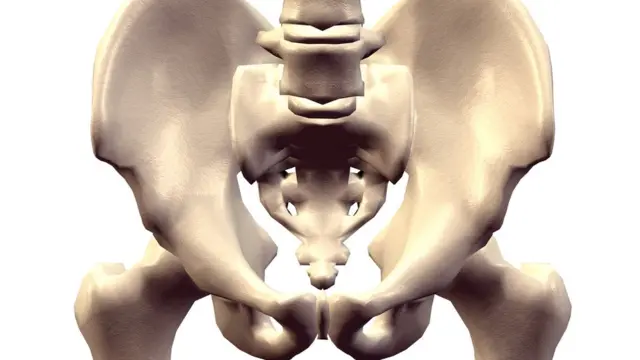 Pelvis