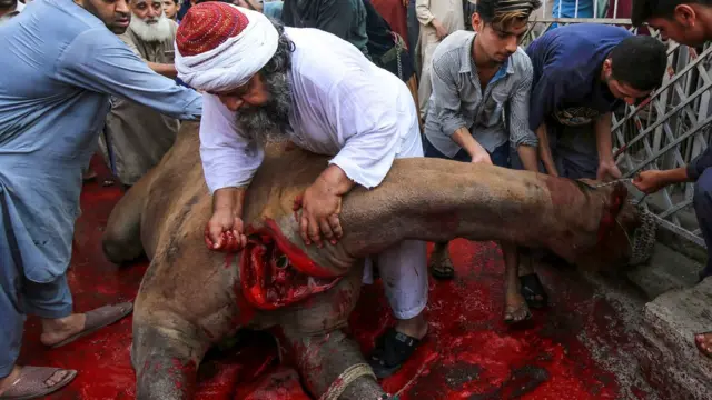 Yadda aka soke Rakumi a matsayin dabbar layya a wani yanki na Peshawar na Pakistan