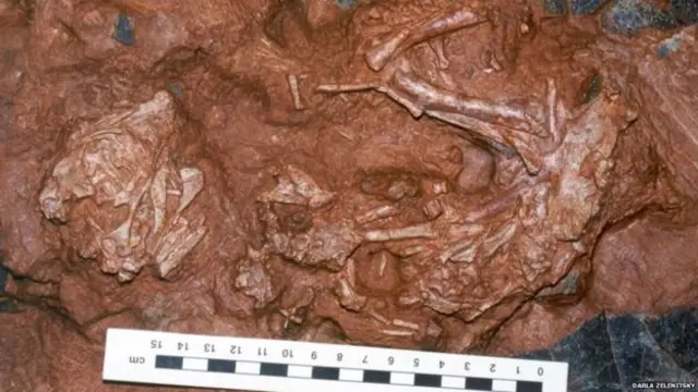 சீனாவில் கண்டறியப்பட்ட இறகுகள் கொண்ட டைனோசர் குட்டிகள்