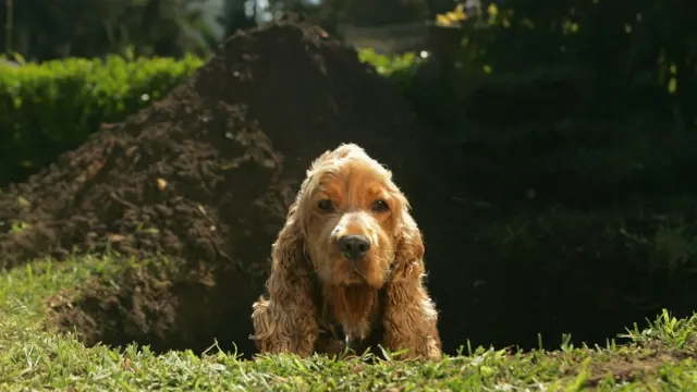 A Spaniel sits in a freshly dug out whole on a lawn