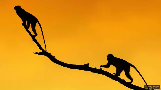 जंगली जानवरों का शिकार