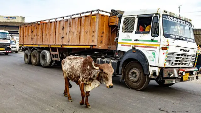 انڈیا، بھینس