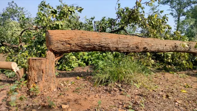 हसदेव अरण्य