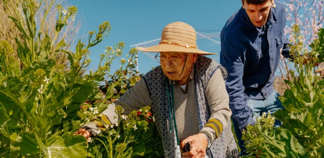 Yaşlı bir kadın tarlada çalışıyor