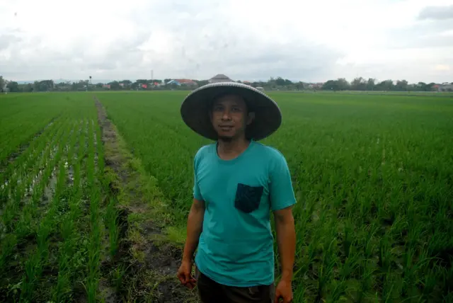 Suyatmin, petani padi di Grobogan, Jawa Tengah.