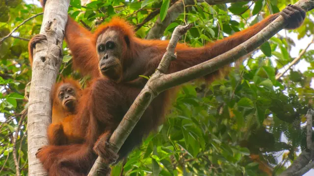 Orangutan tapanuli