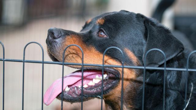 சென்னையில் சிறுமியைக் கடித்துக் குதறிய நாய்