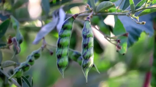તુવેર દાળ મોંધી