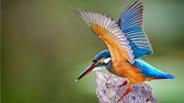 অবৈধ শিকারীদের হাত থেকে রেহাই নেই মাছরাঙার মতো পাখিরও।
