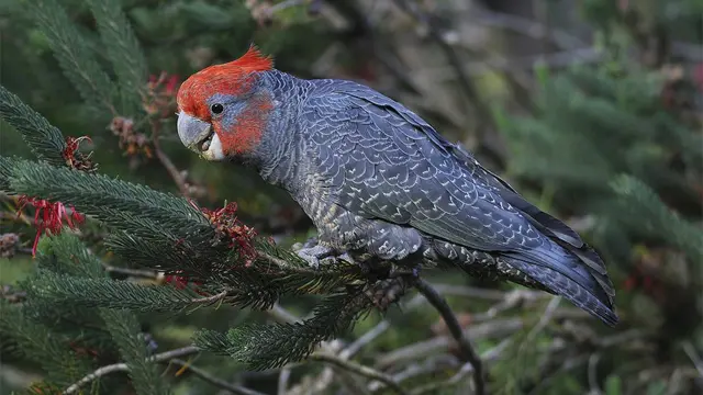 Uma cacatua gang-gang