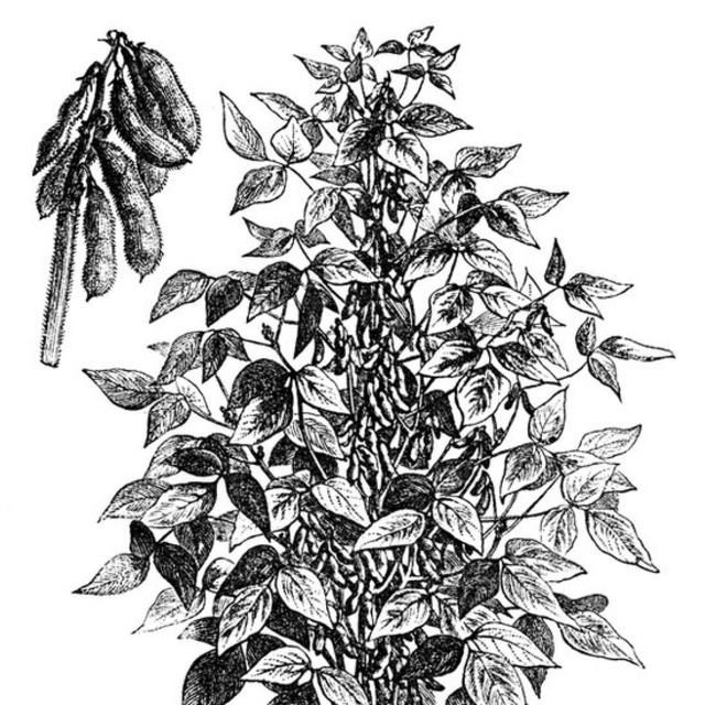 Ilustração mostra pé e vagem de soja