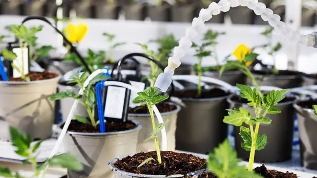 Plantas en macetas monitoreadas por cámaras y sensores