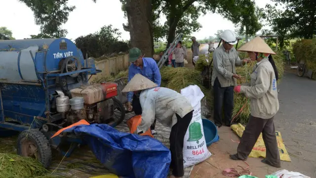 Nông dân thu hoạch lúa tại ngoại ô Hà Nội, 2016.