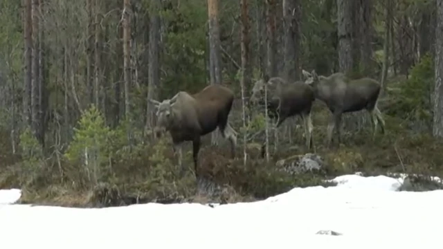 Три лося на берегу реки