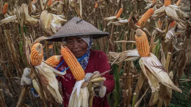 jagung indonesia