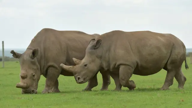 Rinocerontes blancos