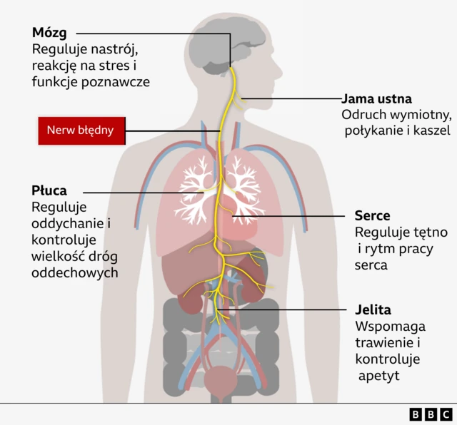 Ilustracja pokazuje, jak nerw błędny biegnie od mózgu do narządów oraz procesy, w których pomaga – regulację tętna, oddychania i trawienia.