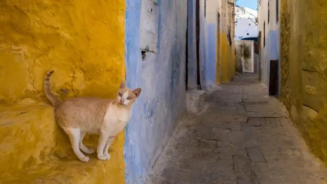 Un curioso gato pelirrojo mira la cámara
