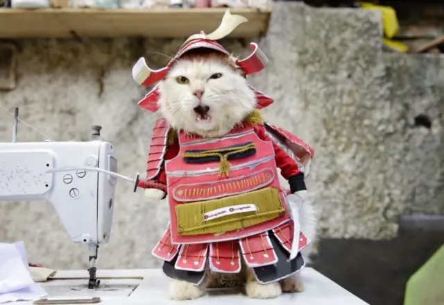 A cat wears a traditional samurai costume made by cat tailor Fredi Lugina Priadim in a workshop in Bogor, Indonesia, 02 December 2020.