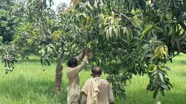 કેરીના ઉત્પાદનમાં ઘણી દેખરેખ રાખવી પડે છે