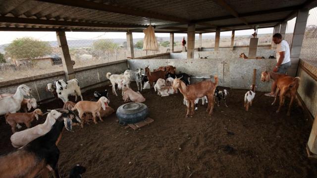 A ONG Amigos da Onça construiu 18 currais para criadores da região do Boqueirão da Onça