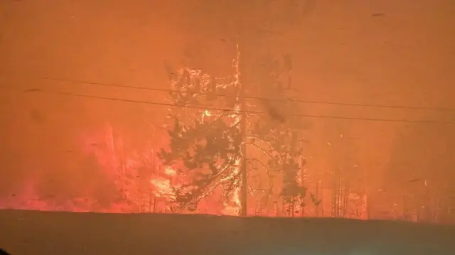 森林中一棵树着火了,周围瀰漫着红色的浓烟。