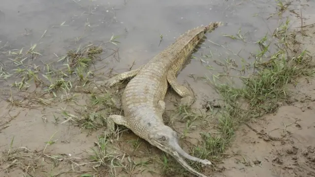 घडियाल गोही