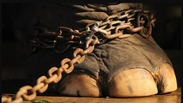 पाळीव हत्तींना साखळदंडात जीवन जगावं लागायचं 