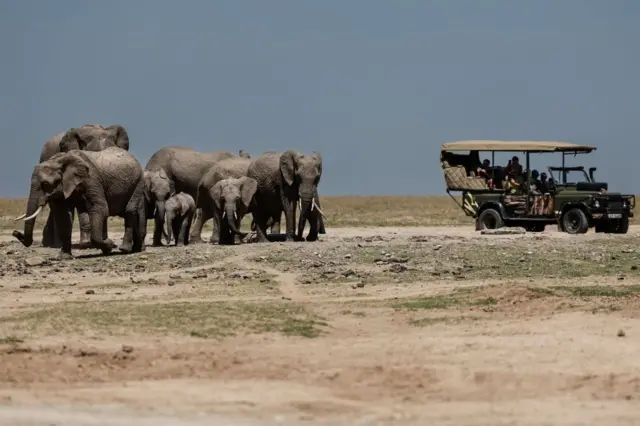 Un groupe de touristes observe des éléphants dans la réserve d'Ol Pejeta, dans le comté de Laikipia,(Kenya) le 6 février 2025. 