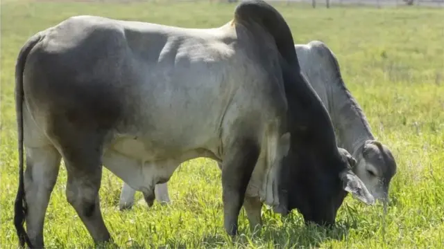 বাংলাদেশে ক্রেতাদের কাছে ব্রাহমা জাতের গরু জনপ্রিয় হয়ে উঠেছে